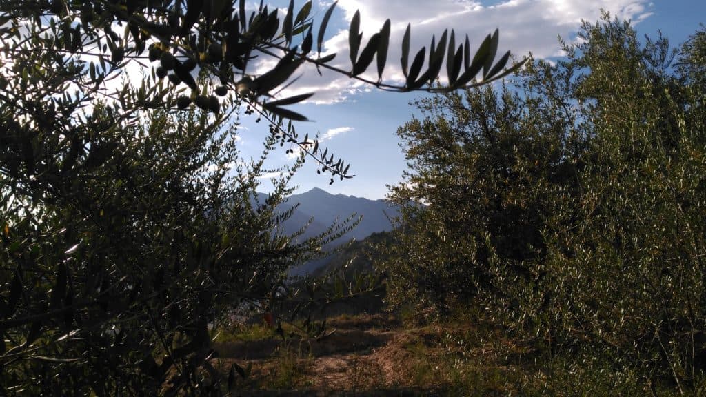 Olivar de La Maja en Mendavia